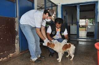 Cães encaminhados para adoção e animais encontrados nas ruas estão recebendo um chip de rastreamento no CCZ de Dourados (Foto: A. Frota/Divulgação)