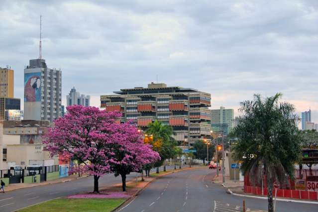 Ip&ecirc;s florescem com tempo seco e frio e d&atilde;o colorido especial ao inverno