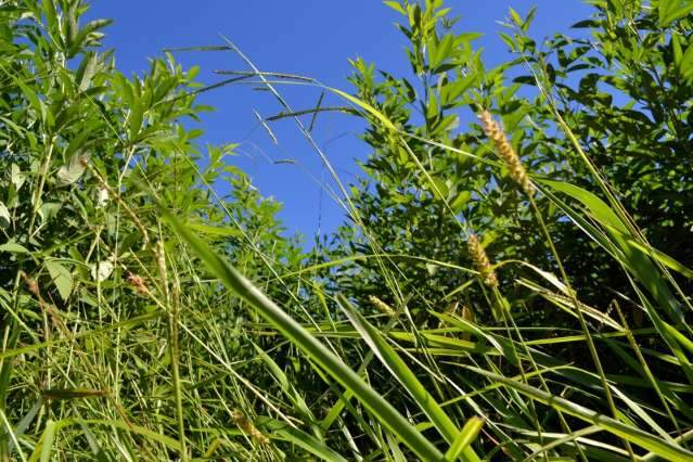 Dinapec vai expor forrageiras tropicais adequadas para a pecu&aacute;ria