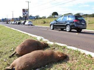 Capivaras foram mortas atropeladas na Avenida Afonso Pena (Foto: Arquivo/Henrique Kawaminami)