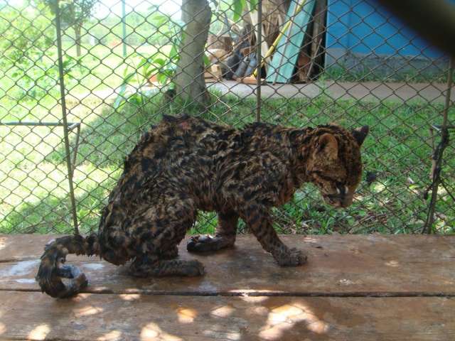 Jaguatirica se esconde em manilha ap&oacute;s ataque de c&atilde;es