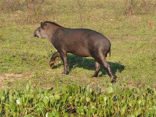 Alvo do estudo, a anta brasileira é um dos animais prejudicados pelos agrotóxicos (Divulgação)