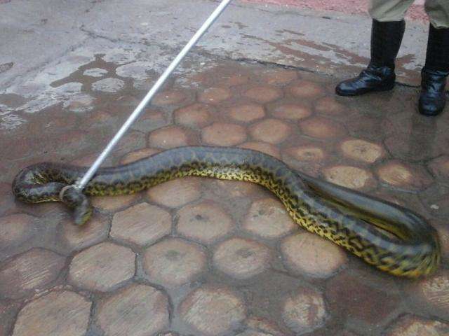Morador encontra sucuri de 3 metros na frente da garagem de casa