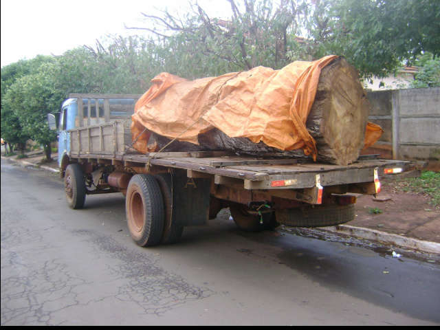  Marceneiro &eacute; multado por transporte ilegal de madeira em Cassil&acirc;ndia