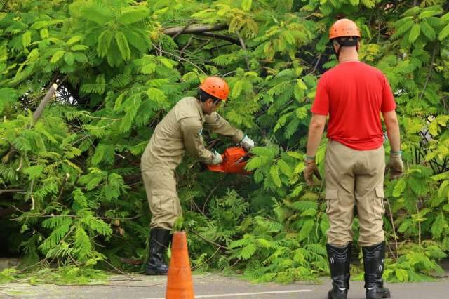 Ventos de at&eacute; 49 km/h podem ter provocado queda de &aacute;rvore na Afonso Pena  