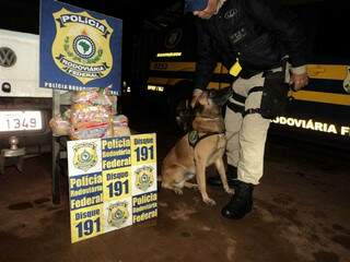 Cão farejador localizou drogas em Gol. (Foto: Divulgação)