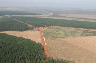 De um total de 160 mil hectares previstos, a Eldorado já plantou 110 mil hectares de eucalipto (Foto: Divulgação)