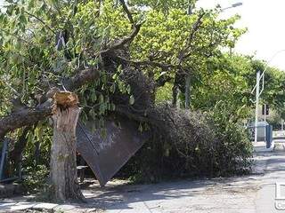 Árvore caiu com a ventania de sábado. (Foto: Diário Corumbaense)