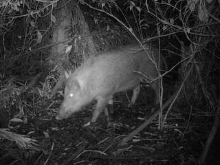 Câmeras noturnas registram comportamento de javalis em fazendas no Estado. (Foto: Embrapa Pantanal)