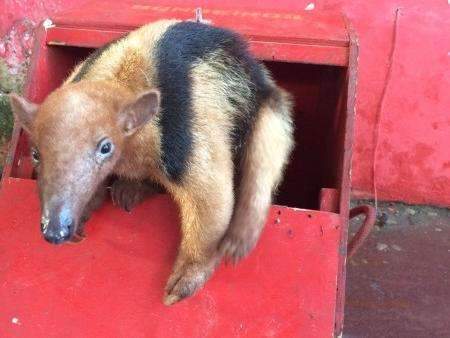 Filhote de tamandu&aacute; &eacute; encontrado escondido embaixo de caminh&atilde;o