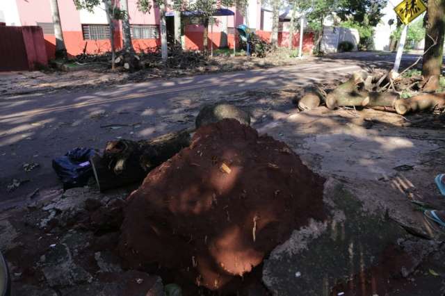 Em rua onde vento j&aacute; derrubou 2 &aacute;rvores, sujeira fica pelo caminho
