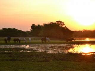 Homem e cavalo pantaneiro cruzando a vazante. O galopear vai mais rápido, a pressa só existe ali. Para a água que vem refrescar. É o momento de soltar a rédia e viver a liberdade do Pantanal. 
