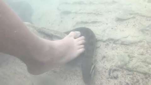 Não se mexa: sucuri faz “carinho” nos pés de turista em rio de Bonito