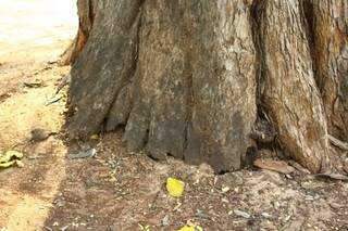 Base do tronco de árvore condenada. (Foto: Marcos Ermínio)