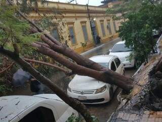Árvores derrubadas pelo temporal caíram em cima de carros (Foto: ABC Color)
