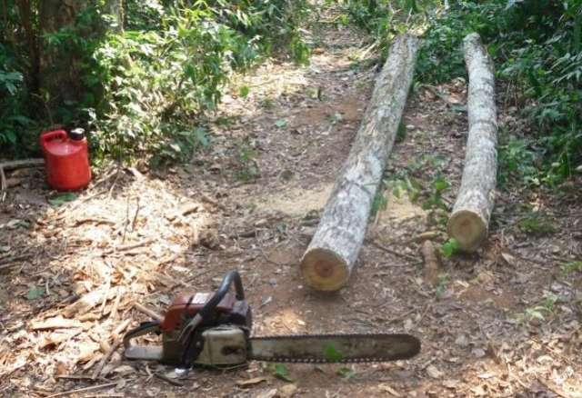 Foragido por latroc&iacute;nio &eacute; preso explorando madeira