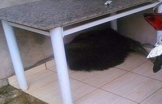 Ao ver morador, tamanduá se abrigou embaixo de uma mesa na varanda (Foto: Coxim Agora/Whats App)