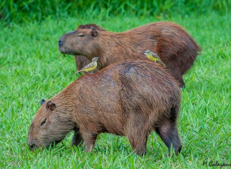 video da clara a capivara