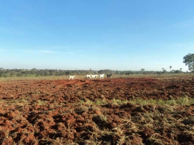 Fazendeiro desmata &aacute;rea para formar pastagem e &eacute; multado em R$ 16,8 mil