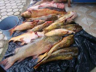 Foram apreendidos 14 peixes da espécie jaú, dois pintados e dois pacus.(foto: divulgação)