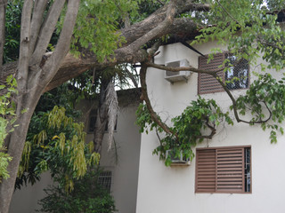  Ip&ecirc; de 20 metros cai sobre bloco de apartamentos no Carand&aacute; Bosque