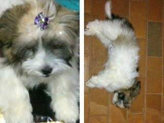 Luly, segundo versão do Pet Shop, não resistiu ao banho. (Foto: Anda)