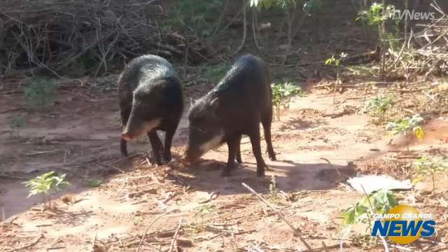 Dupla de porcos do mato invade resid&ecirc;ncia e &eacute; devolvida &agrave; natureza pela PMA