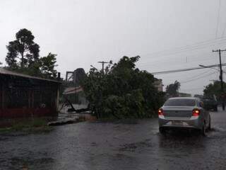 ... e, com ventos, árvore foi derrubada na Rua Uruguaiana. (Fotos: Mirian Machado)