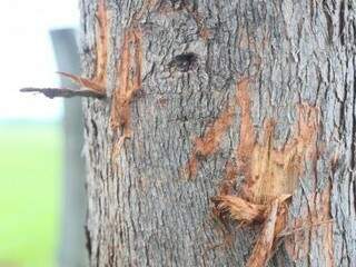 Além das pegadas, foram encontradas marcas em troncos de árvores. (Foto: Fernando Antunes)