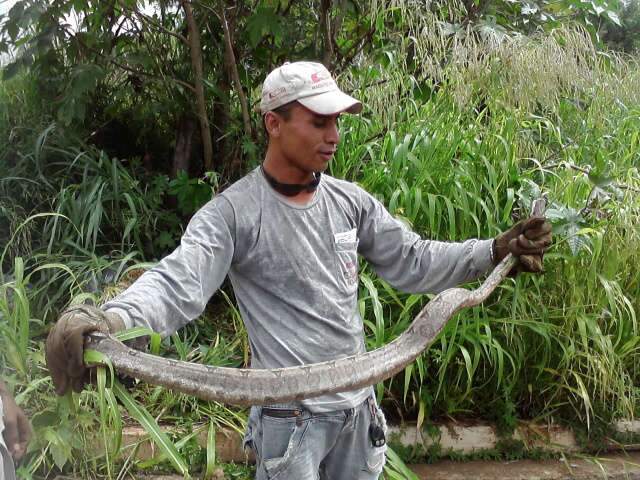  Cobra com mais de 2 metros &eacute; encontrada no bairro S&atilde;o Francisco