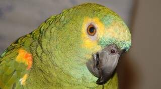 Papagaio que é o animal mais traficado no Estado (Foto: Divulgação)