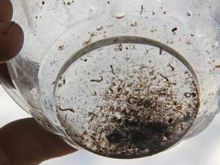Larvas do Aedes aegypti, mosquito que transmite dengue, zika e chikungunya. (Foto: Marcos Ermínio/ / Arquivo)