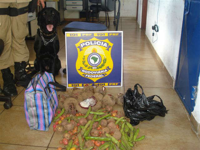  Em Miranda, boliviana &eacute; presa transportando beterrabas recheadas de coca 