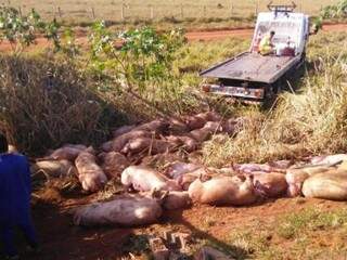 Animais morreram após tombamento de carreta, nesta segunda (25). (Foto: Direto das Ruas)