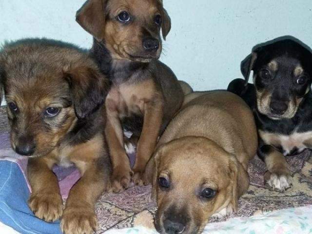 Endividada, ONG pode fechar e procura novo lar para cachorros