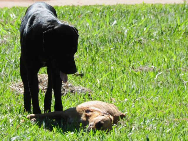  Vira-lata &quot;vela&quot; cadela morta ap&oacute;s atropelamento no bairro Aero Rancho