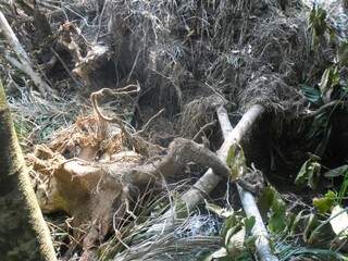 A infratora, de 34 anos, além de derrubar árvores da mata, empurrou todo o material retirado da área para a margem do córrego. (Foto: PMA/ Divulgação)