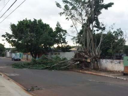 Moradora relata queda de árvore no Zé Pereira; empresa alerta sobre fios soltos