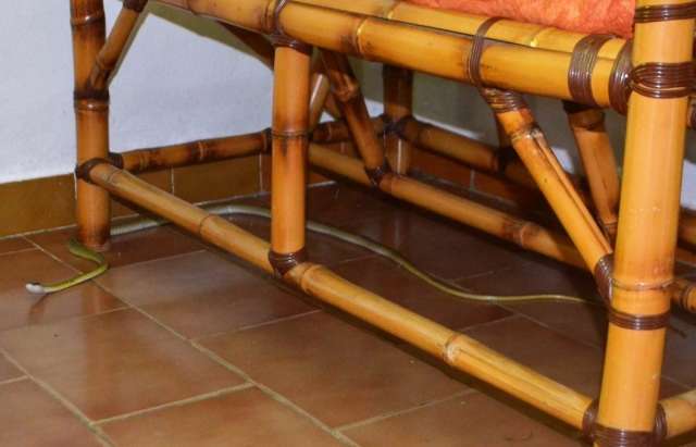 Cobra-cip&oacute; de mais de um metro &eacute; encontrada dentro de resid&ecirc;ncia