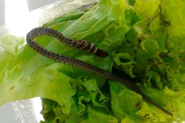 Dona de casa encontra cobra em alface ao preparar salada para almo&ccedil;o
