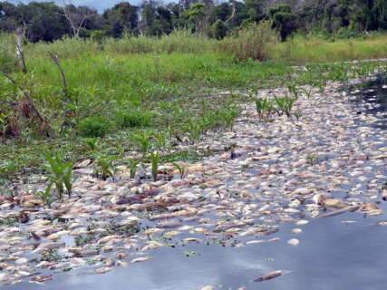  Cheia no Pantanal provoca morte de peixes e PMA fala em prejuízo incalculável
