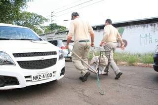 Após colocar cadela em gaiola, equipe do município a encaminha para o Centro de Zoonozes (Foto: Marcos Ermínio)