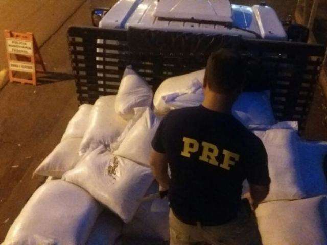 PRF intercepta carga com sementes de maconha escondidas em milho