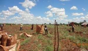 Paraguaios explorados em Itaquira&iacute; recebem indeniza&ccedil;&otilde;es trabalhistas