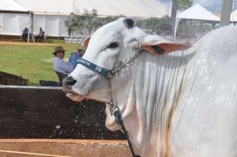 Exposição em Campo Grande tem julgamento de bovinos de 6 estados