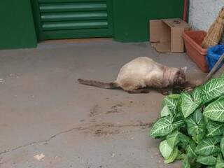 Moradores relataram dificuldade para que CCZ buscasse gato no Caiçara; instituição confirma responsabilidade no caso, mas aponta condições. (Foto: Direto das Ruas)