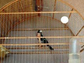 Criadores não atualizaram informações em sistema referentes aos pássaros criados (Foto: PMA/Divulgação)