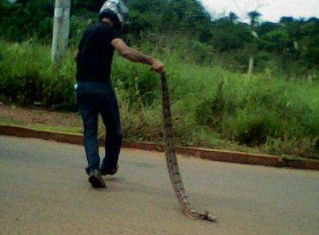 Leitor flagra cobra tentando atravessar avenida no bairro Lageado