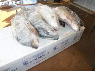 Foram apreendidos 25 quilos de pescado (Foto: Divulgação)