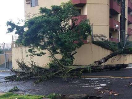 Chuvarada com ventos de 70,92 km/h derrubou ao menos 30 árvores